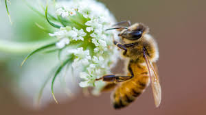 Cnidium_Monnieri - A key Herbal Mojo for Guys ingredient