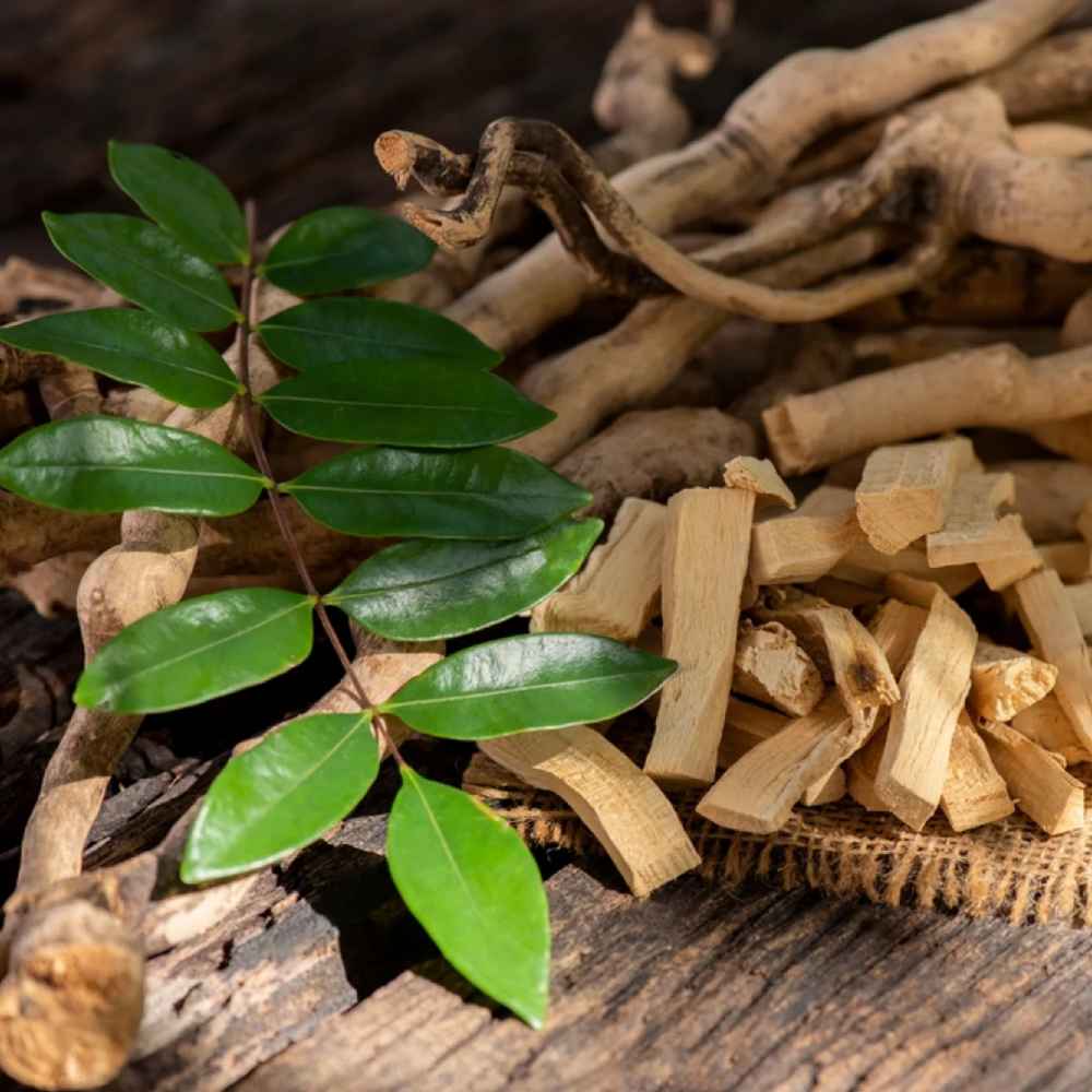 Eurycoma Longifolia - A key Herbal Mojo for Guys ingredient