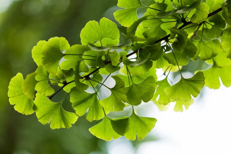 Ginkgo Biloba - A key Herbal Mojo for Guys ingredient