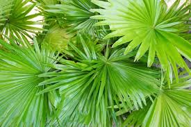 Saw Palmetto - A key Herbal Mojo for Guys ingredient