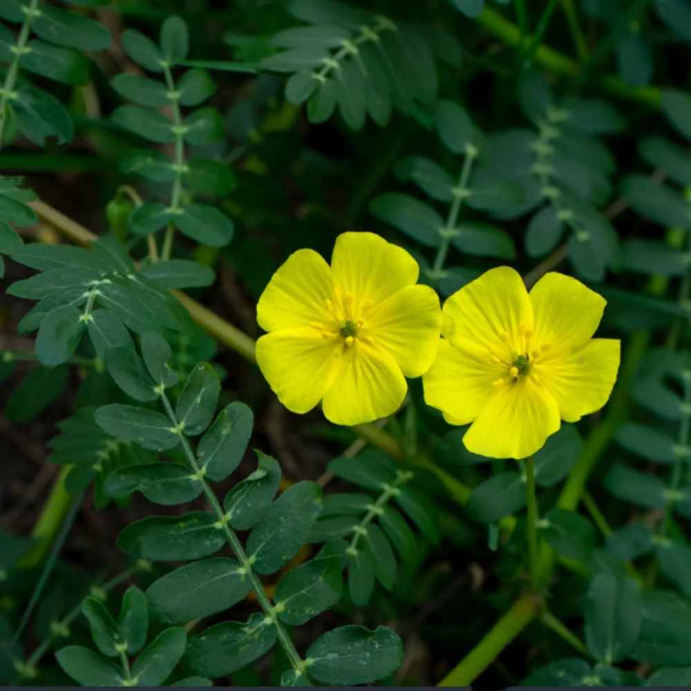 Tribulus Terrestris- A key Herbal Mojo for Guys ingredient
